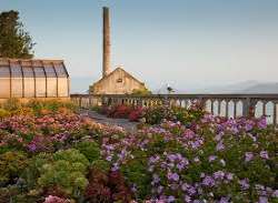 Alcatraz is popular for its natural beauty which includes the alluring gardens which were constructed and plants were planted by the families lived he